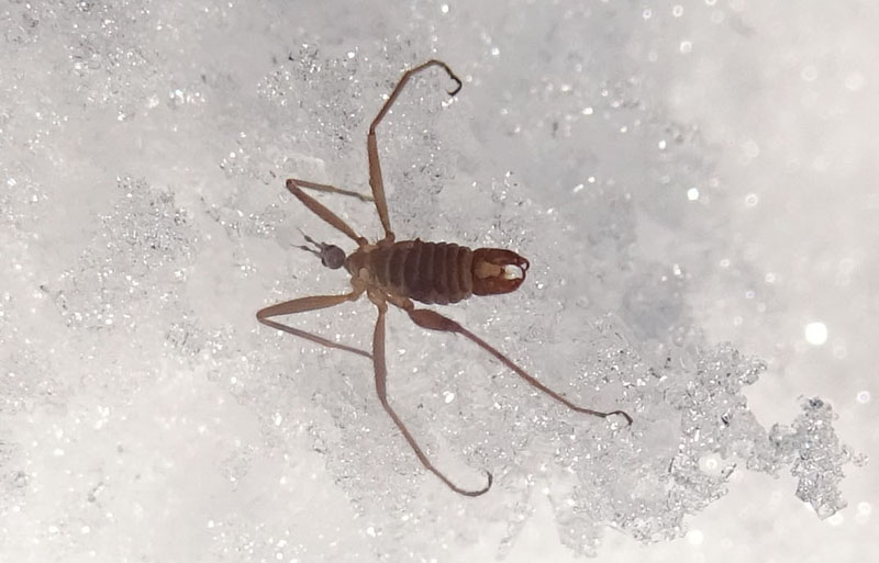 Maschio e femmina di Chionea sp. (Limoniidae)